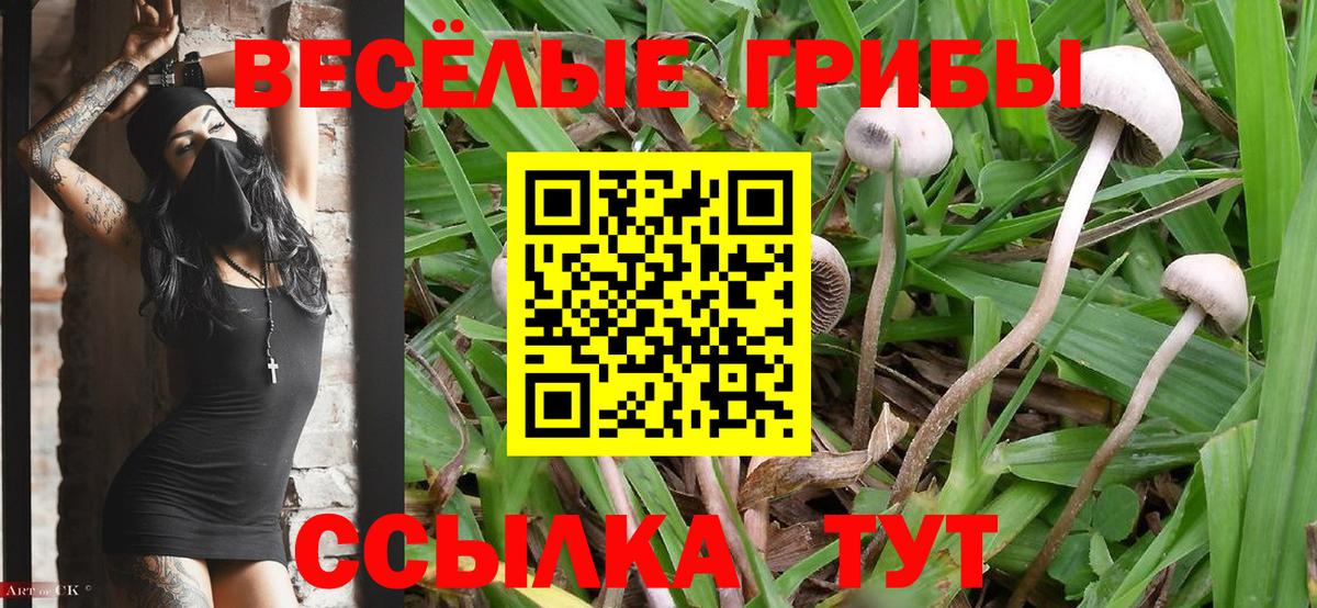Галлюциногенные грибы Cubensis  Галлюциногенные грибы Cubensis  Армавир  Вход с VPN 